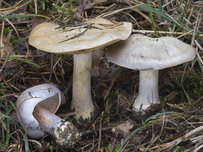 Cortinarius caesiocanescens